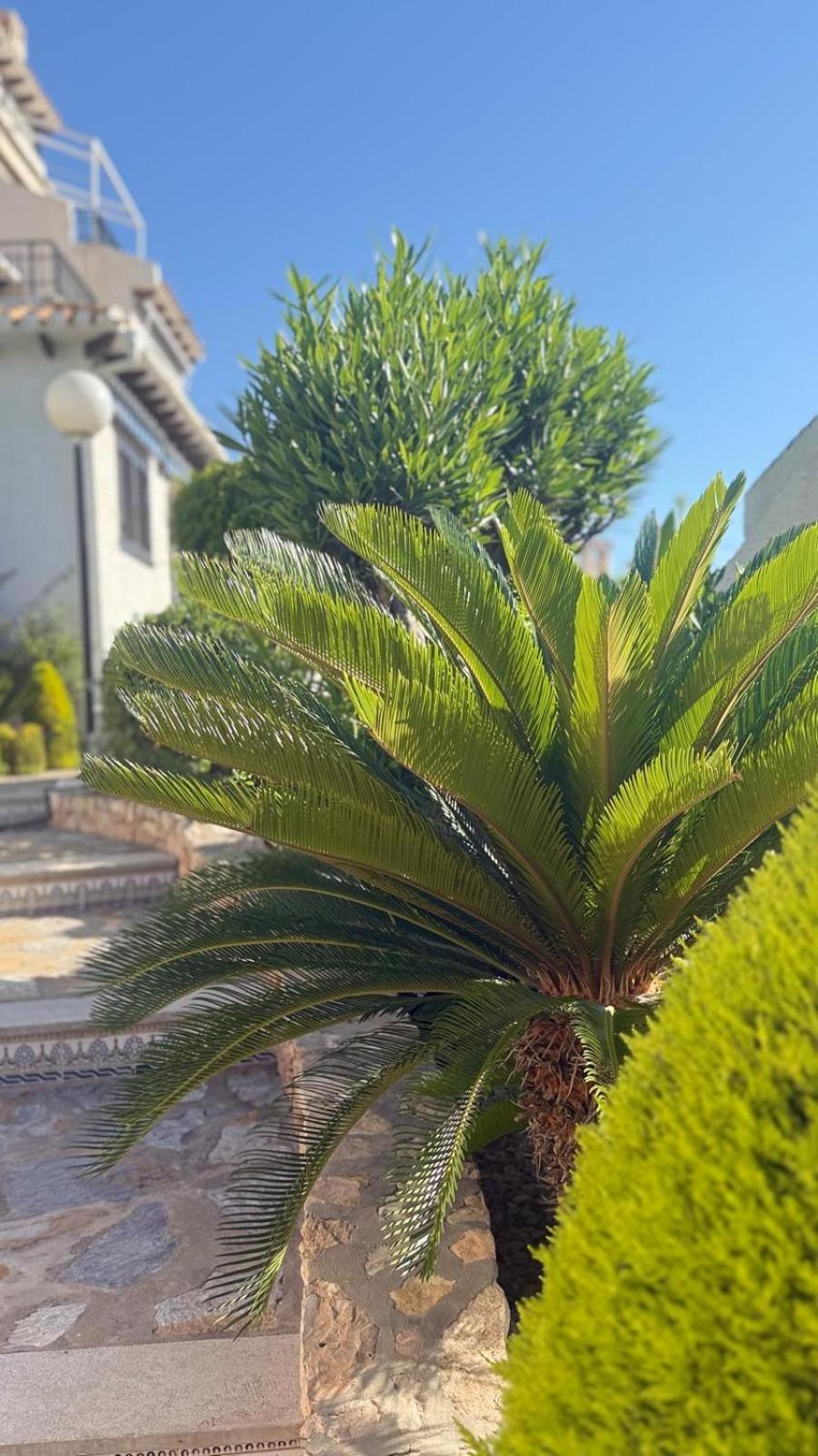 Lobo En Cabo Apartment, Cabo Roig , Orihuela Costa Dış mekan fotoğraf